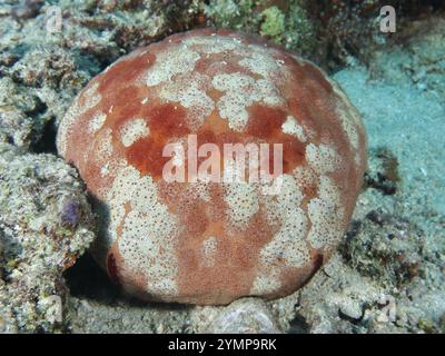 Runde Meeresbewohner mit orangefarbenem Körper, große Seesterne (Culcita novaeguineae), auf dem Meeresboden, Tauchplatz Spice Reef, Penyapangan, Bali, Stockfoto