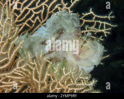 Nahaufnahme eines gut getarnten Fisches, eines Schaukelfisches (Taenianotus triacanthus), in einer riesigen Fächerkoralle (Annella mollis), Tauchplatz Pidada, Penyapangan, B Stockfoto