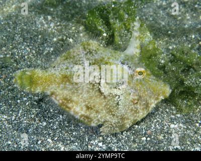 Seegrasfilefische (Acreichthys tomentosus) auf Sandboden neben grünen Algen, Tauchplatz Secret Bay, Gilimanuk, Bali, Indonesien, Asien Stockfoto