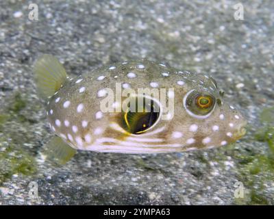 Ein gefleckter Pufferfisch, weiß gefleckter Pufferfisch (Arothron hispidus) Jungfisch, schwimmt über einem Sandboden, Tauchplatz Secret Bay, Gilimanuk, Bali, Indo Stockfoto