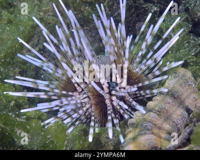 Seeigel mit langen, farbigen Stacheln, Seeigel (Echinothrix calamaris), in einer grünen Algenlandschaft, Tauchplatz Secret Bay, Gilimanuk, Bali Stockfoto