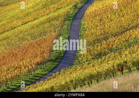 Ein gewundener Pfad durch farbenfrohe Weinberge in herbstlicher Landschaft unter sonnigem Himmel, Baden-Württemberg, Deutschland, Europa Stockfoto