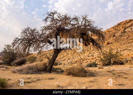 Ein ACIA-Baum, in der kargen Trockenlandschaft des Sperrgebiets Rand Park in Namibia, mit einem großen geselligen Webervogelnest. Stockfoto