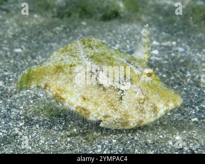 Seegrasfilefisch (Acreichthys tomentosus) auf dem Sandboden des Meeres, Tauchplatz Secret Bay, Gilimanuk, Bali, Indonesien, Asien Stockfoto