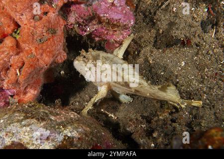 Ein gut getarnter Fisch, der Schaukelfisch (Taenianotus triacanthus), auf dem Meeresgrund zwischen farbenfrohen Korallen, Tauchplatz USAT Liberty, Tulamben, Bali, I Stockfoto