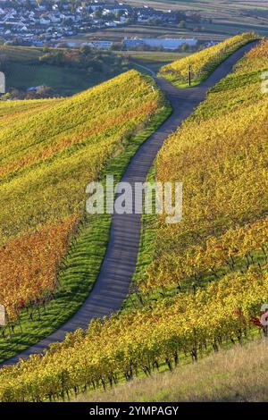 Ein gewundener Pfad durch bunte Weinberge in herbstlicher Landschaft unter sonnigem Himmel, Struempfelbach, Remstal, Baden-Wuerttemberg, Deutschland, Euro Stockfoto