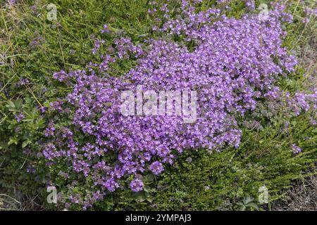 Schleichender Thymian, Thymus praecox Opiz, blühend in der Nähe von Padstow in Cornwall Stockfoto