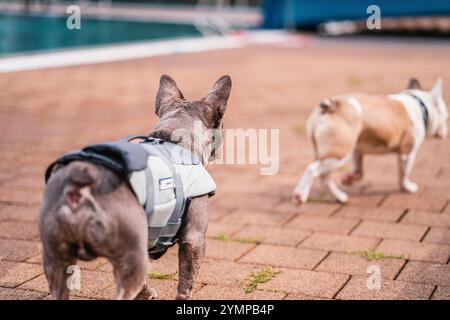 Die französische Bulldogge mit Schwimmweste kümmert sich um eine andere kleine französische Bulldogge in der Hoffnung, Liebe zu finden, motiviert durch die Attraktion Stockfoto