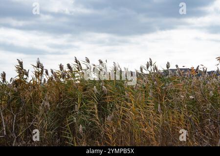 Pampas Gras wächst am Hamilton International Airport an der Airport Road in Mount Hope, Hamilton, Ontario, Kanada Stockfoto