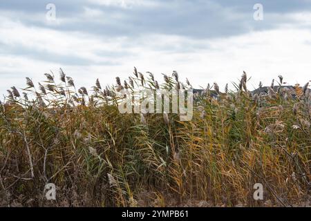 Pampas Gras wächst am Hamilton International Airport an der Airport Road in Mount Hope, Hamilton, Ontario, Kanada Stockfoto