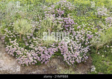 Gänseblümchen am Meer, Erigeron glaucus Ker GAWI, blühend am Polzeath Cornwall Stockfoto