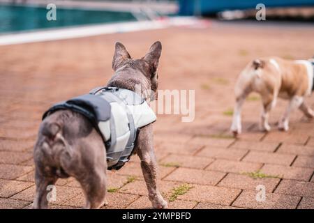 Der französische Bulldog mit Schwimmweste kümmert sich um einen anderen Hund, der am Hafen entlang läuft. Das Bild fängt ein Gefühl von Liebe, Sicherheit und Tierspaß ein Stockfoto