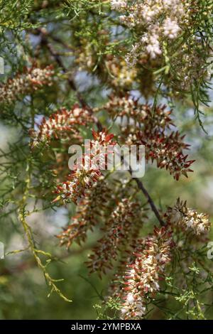 Tamarisk, Tamarix Gallica, blühend in Rock Cornwall Stockfoto