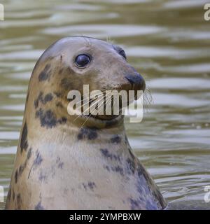 Neugieriger Grauer Seehund, Halichoerus grypus, mit Kopf aus dem Wasser Stockfoto