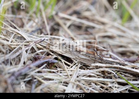 Gemeine Winterdamselfliege (Sympecma fusca), gut getarnt auf dem Boden sitzend, Niedersachsen, Deutschland, Europa Stockfoto