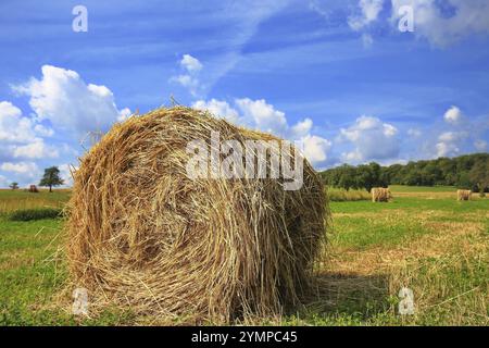 Ein Strohballen, der auf einem Feld vor einem blauen Himmel liegt Stockfoto