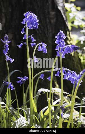 Ein Klumpen Bluebells blühend in der Frühlingssonne Stockfoto