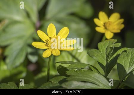 Loser Celandine, Ranunculus ficaria, blühte in East Grinstead Stockfoto