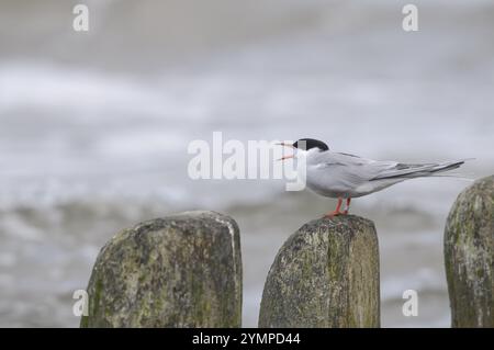 Sterna hirundo, sitzend und rufend auf einer hölzernen Groyne, Ostsee, Usedom-Insel, Mecklenburg-Vorpommern, Deutschland, Europa Stockfoto