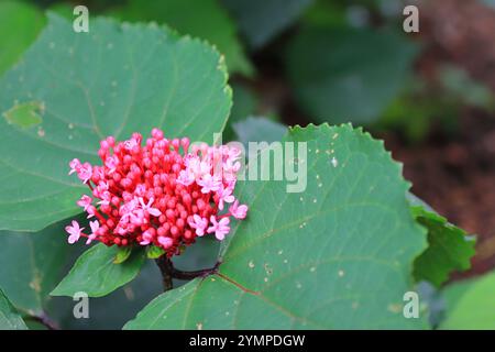 Blick von oben auf die rosa und roten Blumen der Dschungelflamme, Dschungelgeranie oder chinesische Ixora. Stockfoto