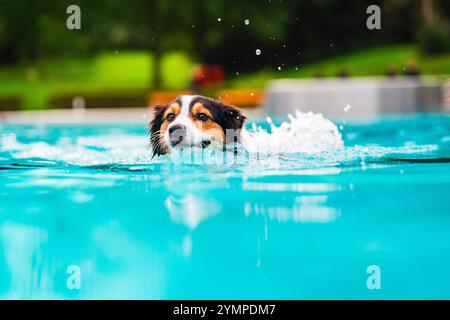 Australian Shepherd plätschert im Wasser, während er in einem leuchtend blauen Pool schwimmt. Fröhlicher Hund, der Kräuselungen erzeugt, umgeben von einem üppigen, grünen Backdr Stockfoto