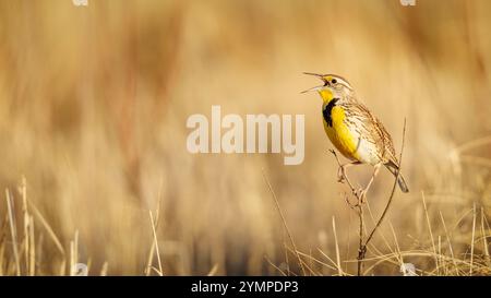 WESTERN Meadowlark, Bernardo Waterfowl Management Area, New Mexico, USA. Stockfoto