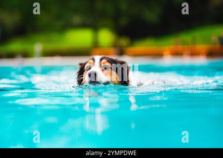 Kopf des Australian Shepherd Hundes über der Wasseroberfläche schwimmt in einem lebhaften blauen Pool. Kräuselung, umgeben von einer üppigen, grünen Kulisse. Stockfoto