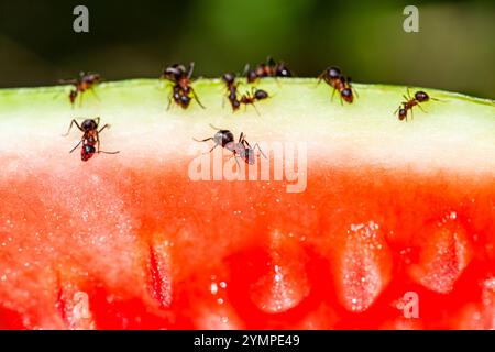 Makrobild mit einer Gruppe von Ameisen bekommt alles von einer Wassermelone, die Ameisen ernähren sich von Wassermelone und sind sehr fleißig. Stockfoto