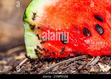 Große schwarze Ameisen fressen Wassermelonenschale. Die Wassermelonenschale liegt auf dem Gras. Stockfoto