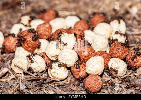 Ein Haufen Ameiseneier in einer Ameisenkolonie. Ameisen tragen ihre Larven. Stockfoto