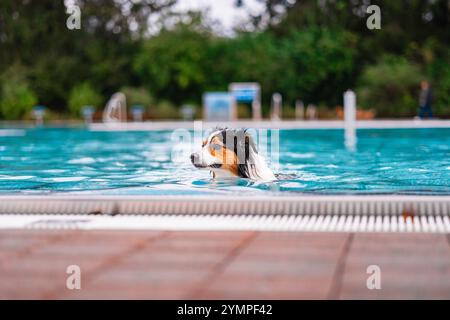 Ein fröhlicher australischer Schäferhund schwimmt in einem kristallblauen Pool, umgeben von üppigem Grün. Die Szene fängt Entspannung und Outdoor-Spaß an einem sonnigen Tag ein Stockfoto