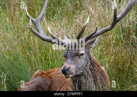 Rotwild (Cervus elaphus) Nahaufnahme des Hirsches mit großen Geweihen, die in hohem Gras auf dem Waldrand während der Furche im Herbst/Herbst ruhen Stockfoto