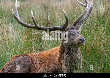Rotwild (Cervus elaphus) Nahaufnahme des Hirsches mit großen Geweihen, die in hohem Gras auf dem Waldrand während der Furche im Herbst/Herbst ruhen Stockfoto