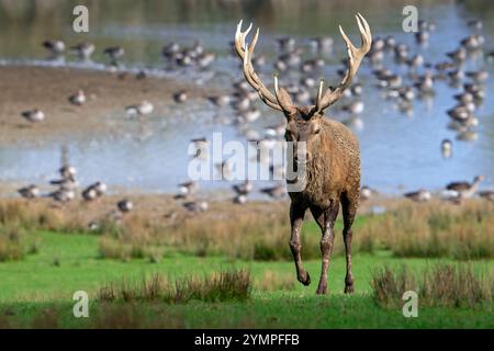 Rothirsch (Cervus elaphus) mit großen Geweihen, die am Seeufer mit Gänsen während der Herbstrute spazieren, Parc animalier de Sainte-Croix, Rhodos, Frankreich Stockfoto