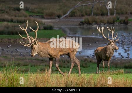 Rotwild (Cervus elaphus) Hirsche mit großen Geweihen, die am Seeufer mit Gänsen während der Herbstrute spazieren, Parc animalier de Sainte-Croix, Rhodos, Frankreich Stockfoto