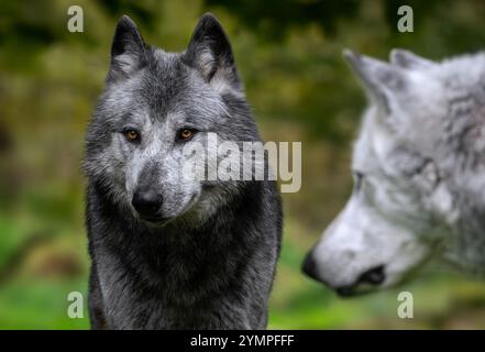 Nahaufnahme von zwei schwarz-weißen Wölfen im Nordwesten / Wolf im Mackenzie Valley / Kanadier- / Alaska-Holzwölfe (Canis Lupus occidentalis) im Wald Stockfoto