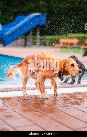 Hund schüttelt Wassertropfen in der Nähe eines Schwimmbades energetisch ab. Es ist verspielt und fröhlich und macht den Sommer und seine unbeschwerten Momente angenehm Stockfoto