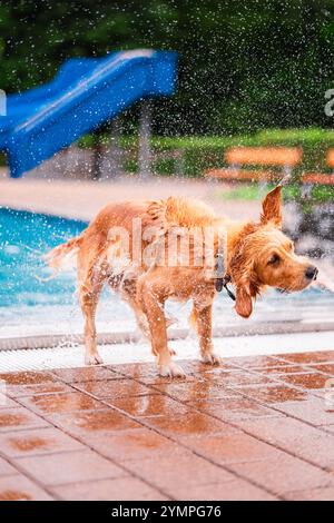 Ein entzückender goldener Retriever-Hund, der das Wasser neben einem Swimmingpool energisch abschüttelt. Die Essenz von Spaß, Verspieltheit und unbeschwerter Sommer-M einfangen Stockfoto