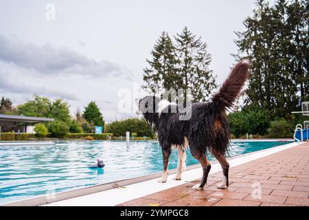 Ein nasser Border Collie steht aufgeregt am Rand eines Außenpools, bellt und blickt auf ein schwimmendes Spielzeug. Bäume umgeben die ruhige Umgebung. Stockfoto