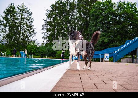 Ein verspielter Wet Border Collie Hund steht glücklich am Rand eines Außenpools, umgeben von üppigem Grün und einer Rutsche an einem hellen Tag. Stockfoto