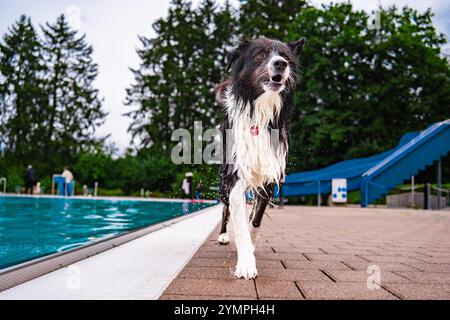 Verspielter Border Collie, der in der Nähe eines Swimmingpools spaziert. Fröhliche Atmosphäre mit üppig grünen Bäumen und Wassertropfen. Perfekt für die Vermittlung von Spaß, nat Stockfoto