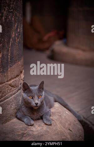 Tempelkatze bei Philae in Assuan, Ägypten Stockfoto