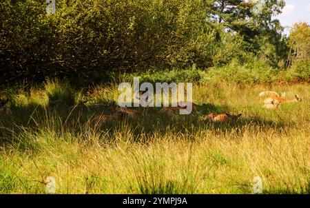 Hirschherde, die nach dem Weiden im Schatten ruht. New Forest (Hampshire, England, Vereinigtes Königreich). Stockfoto