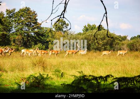 Hirsche in New Forest, Hampshire, England, Großbritannien. Stockfoto