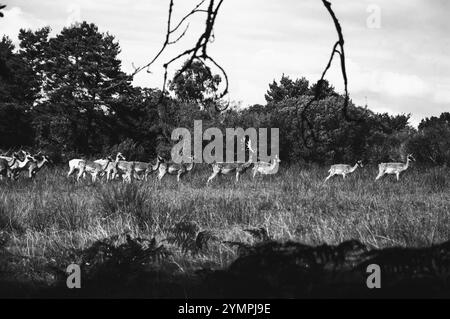 Hirsche in New Forest, Hampshire, England, Großbritannien. Historische Schwarzweißfotografie. Stockfoto