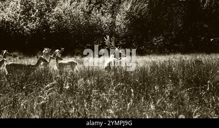 Hirsche in New Forest, Hampshire, England, Großbritannien. Historische Fotografie in Sepia. Stockfoto