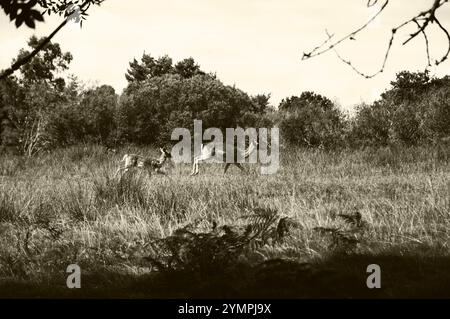 Hirsche in New Forest (Hampshire, England, Vereinigtes Königreich). Erwachsene Rehe mit Rehkitz. Sepia. Stockfoto