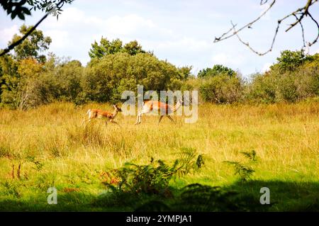 Hirsche in New Forest, Hampshire, England, Großbritannien. Erwachsene Rehe mit Rehkitz. Stockfoto