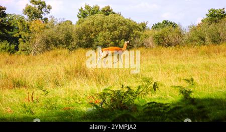 Hirschrennen in New Forest (Hampshire, England, Großbritannien) an sonnigen Tagen. Weibliche Rehe. Stockfoto