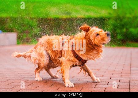 Ein Golden Retriever schüttelt spielerisch Wasser ab und sorgt für ein fröhliches Spritzen. Die lebhafte Umgebung im Freien trägt zur fröhlichen Atmosphäre bei und fängt die es ein Stockfoto